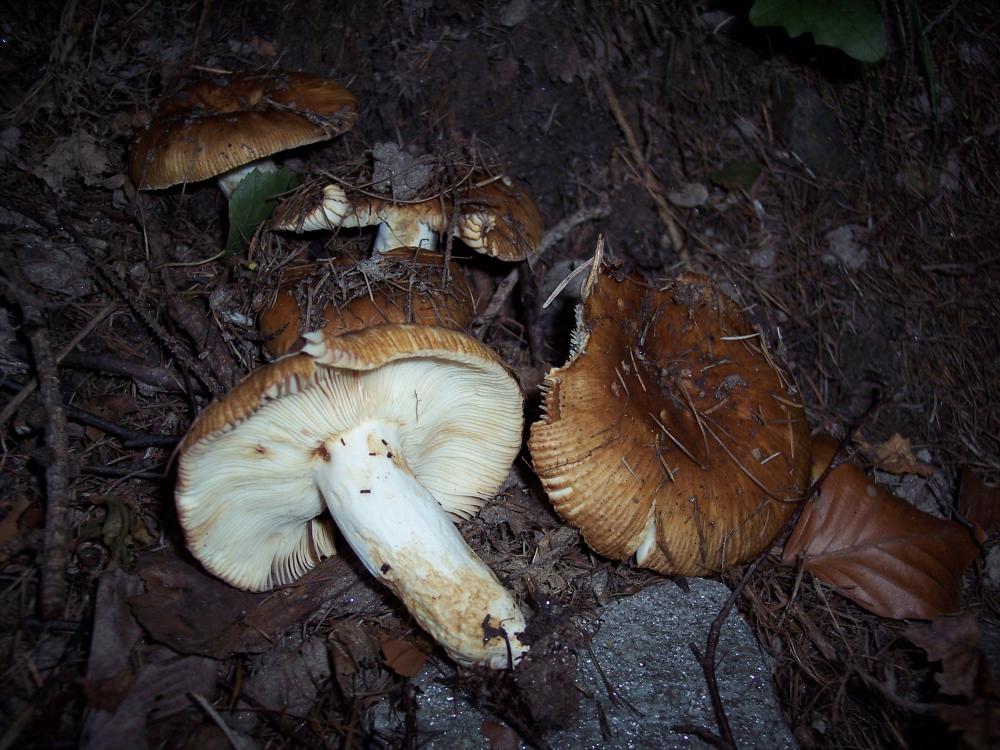 Finalmente funghi in valle (aosta)